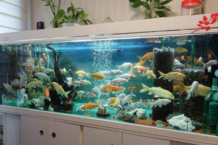 Commercial Aquarium Setup in NY: Creating Stunning Underwater Worlds with Monster Aquarium
