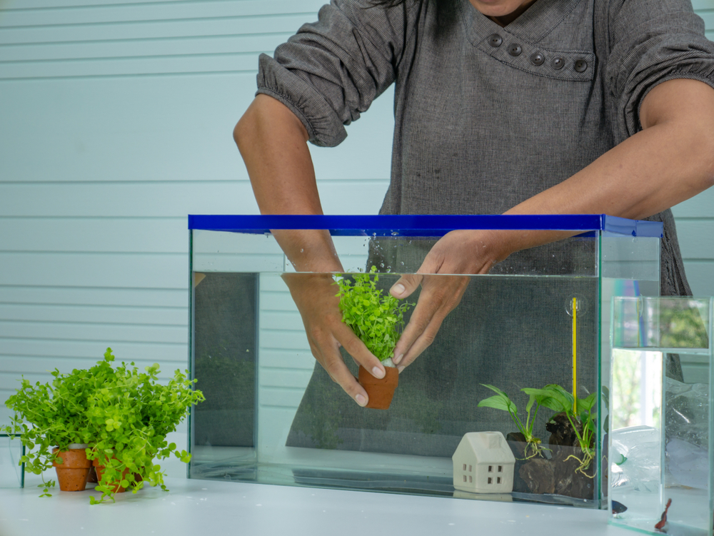 Setting Up a Freshwater Tank for Kids? Why Pro Help Is Worth It