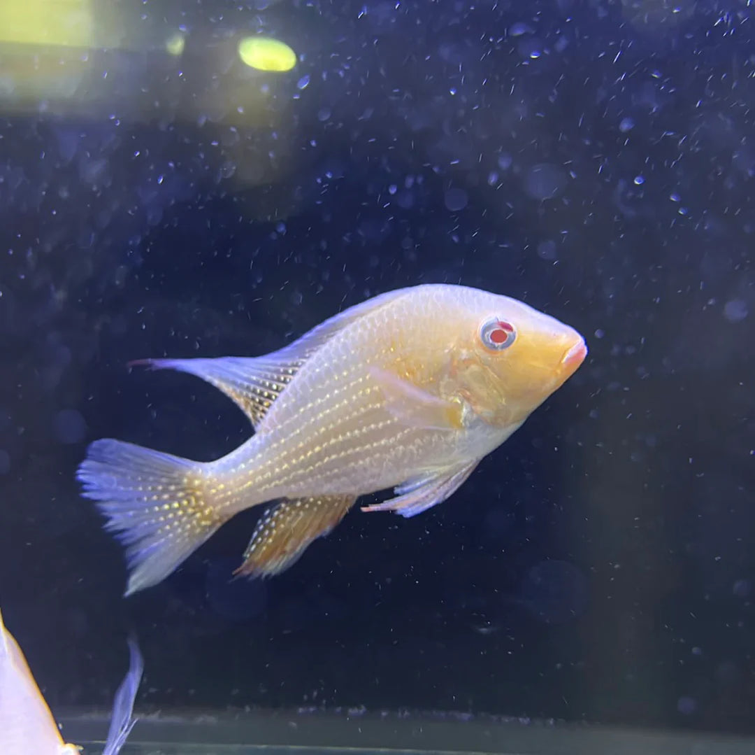Discovering Hidden Gems: Rare and Unusual Geophagus Varieties