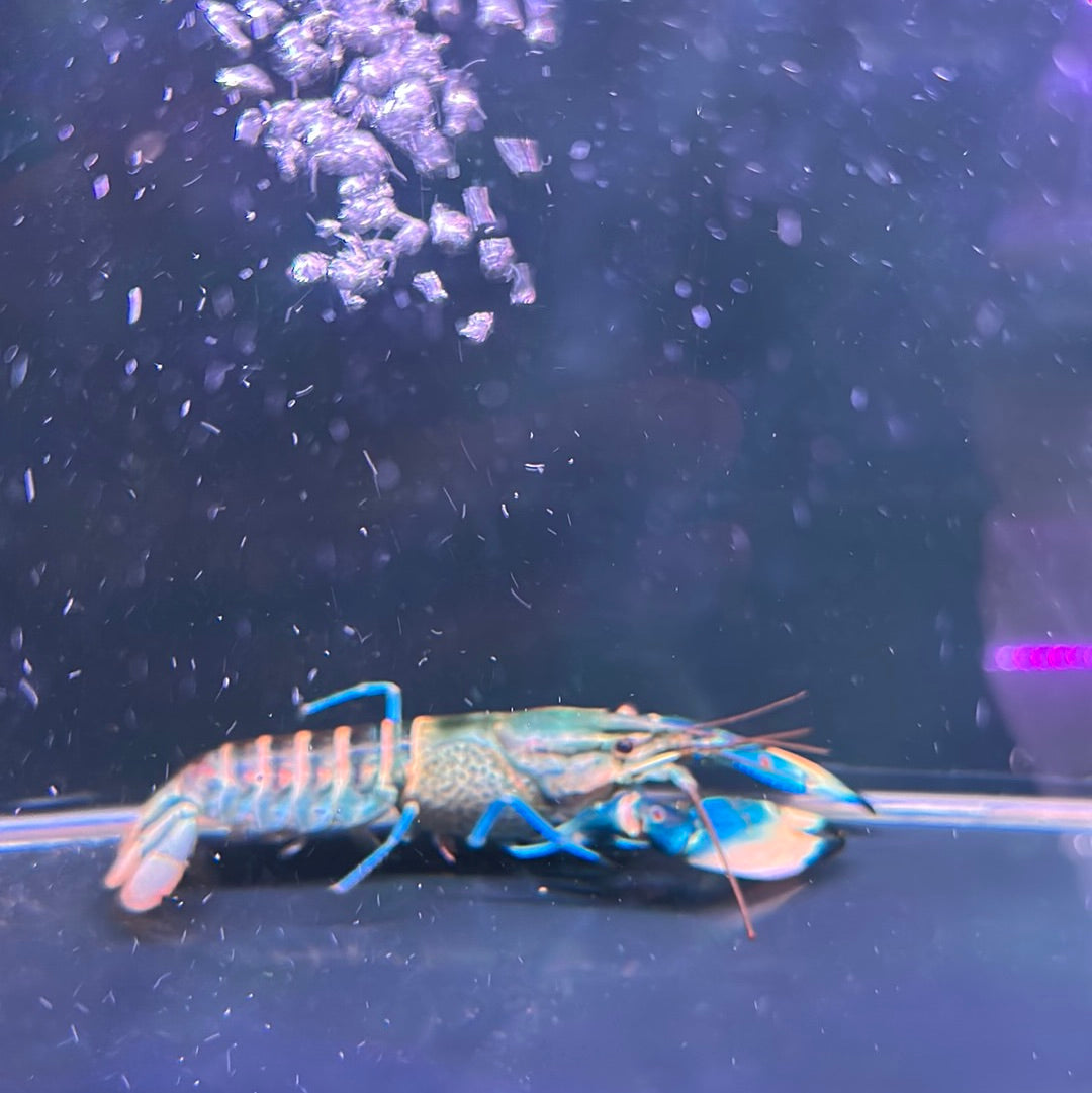 Bluemoon Snakeskin Crayfish (Cherax boesemani var Bluemoon Snakeskin Crayfish (Cherax boesemani var
