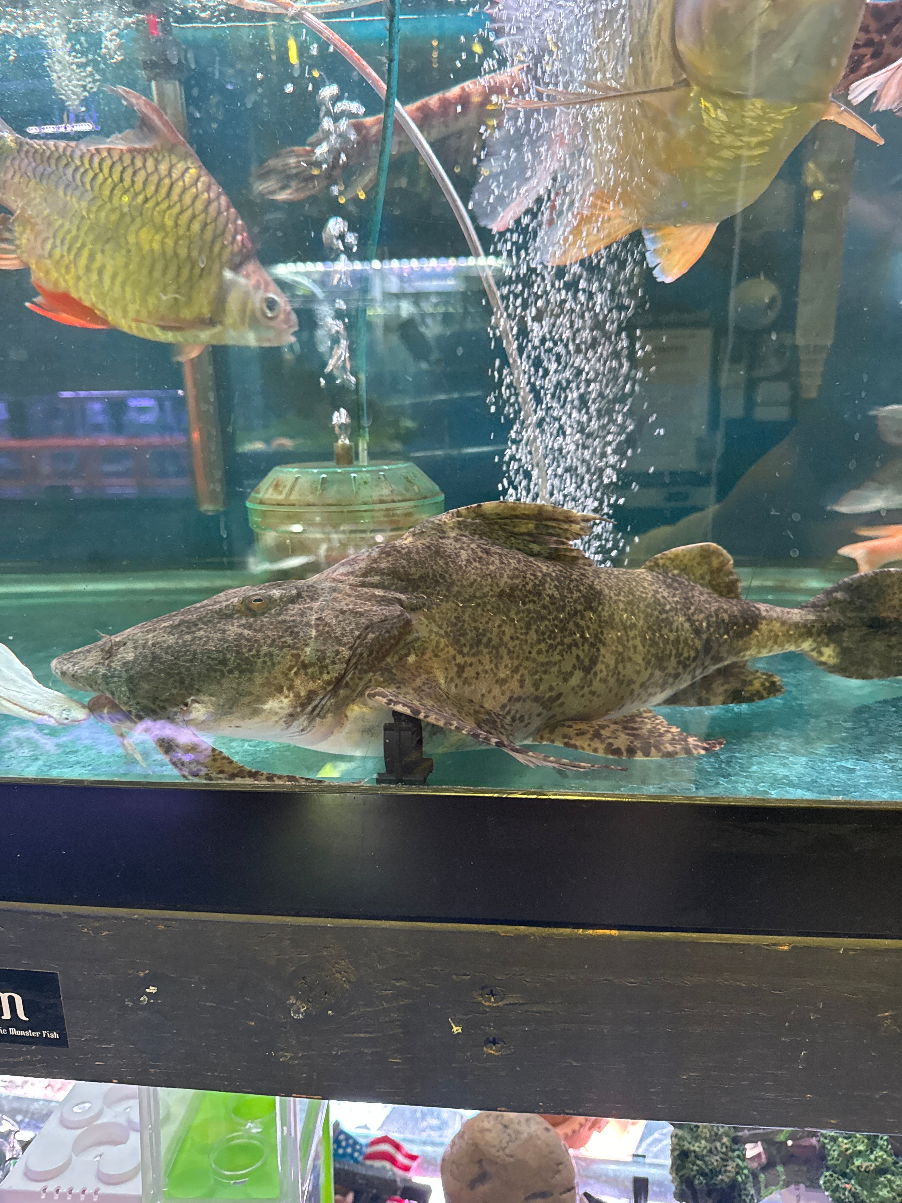 river monsters catfish goonch Shortbody Goonch Catfish (Bagarius Yarrelli)