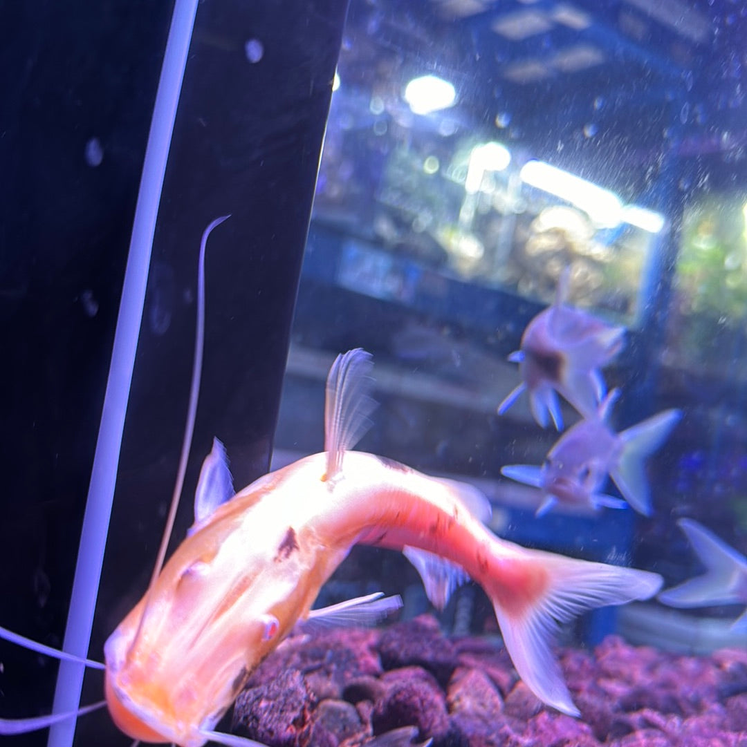 Aquarium catfish for sale hotsell