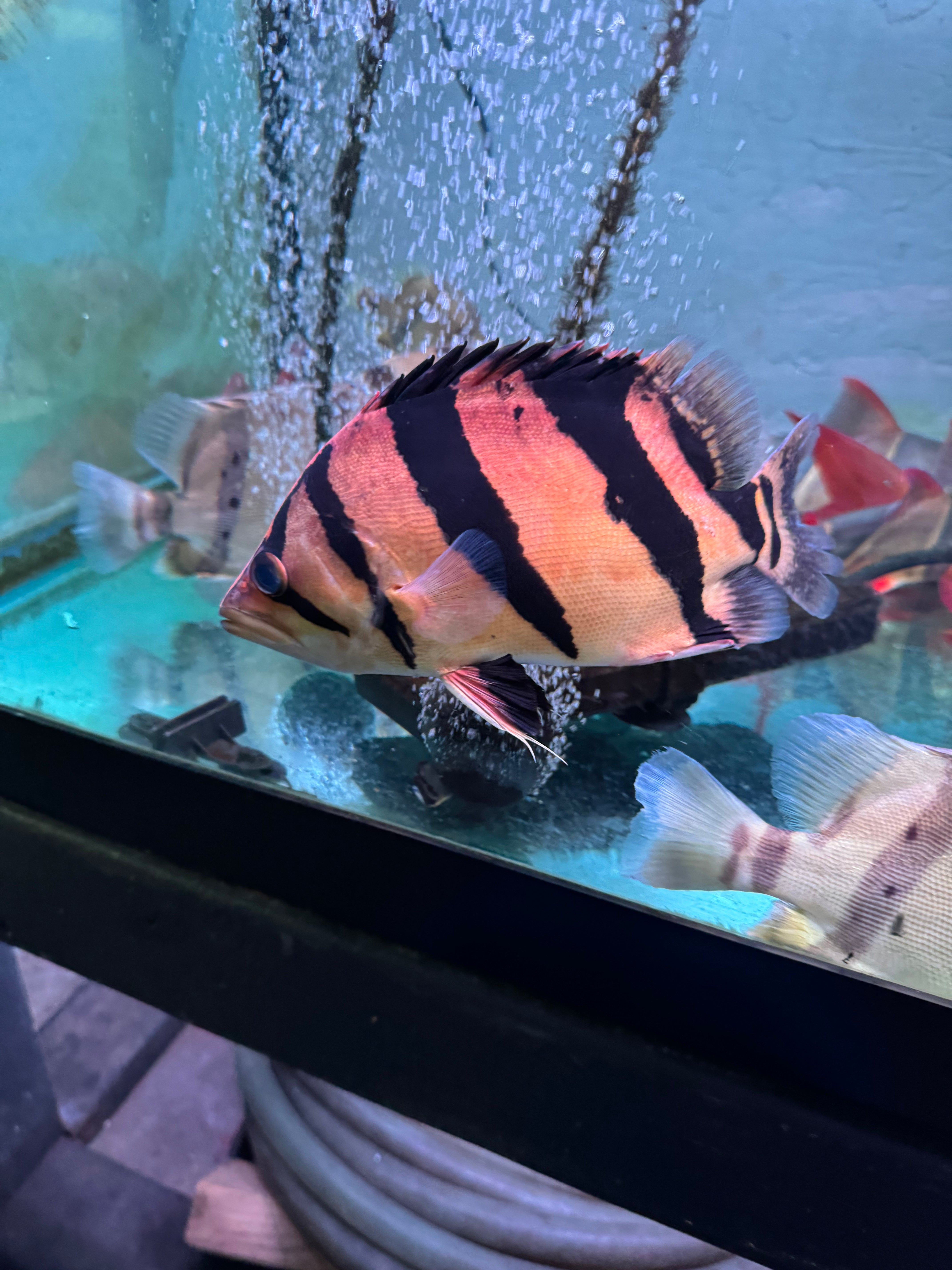 Siamese Tiger Fish (Datnioides Pulcher) – monsteraquariumonline