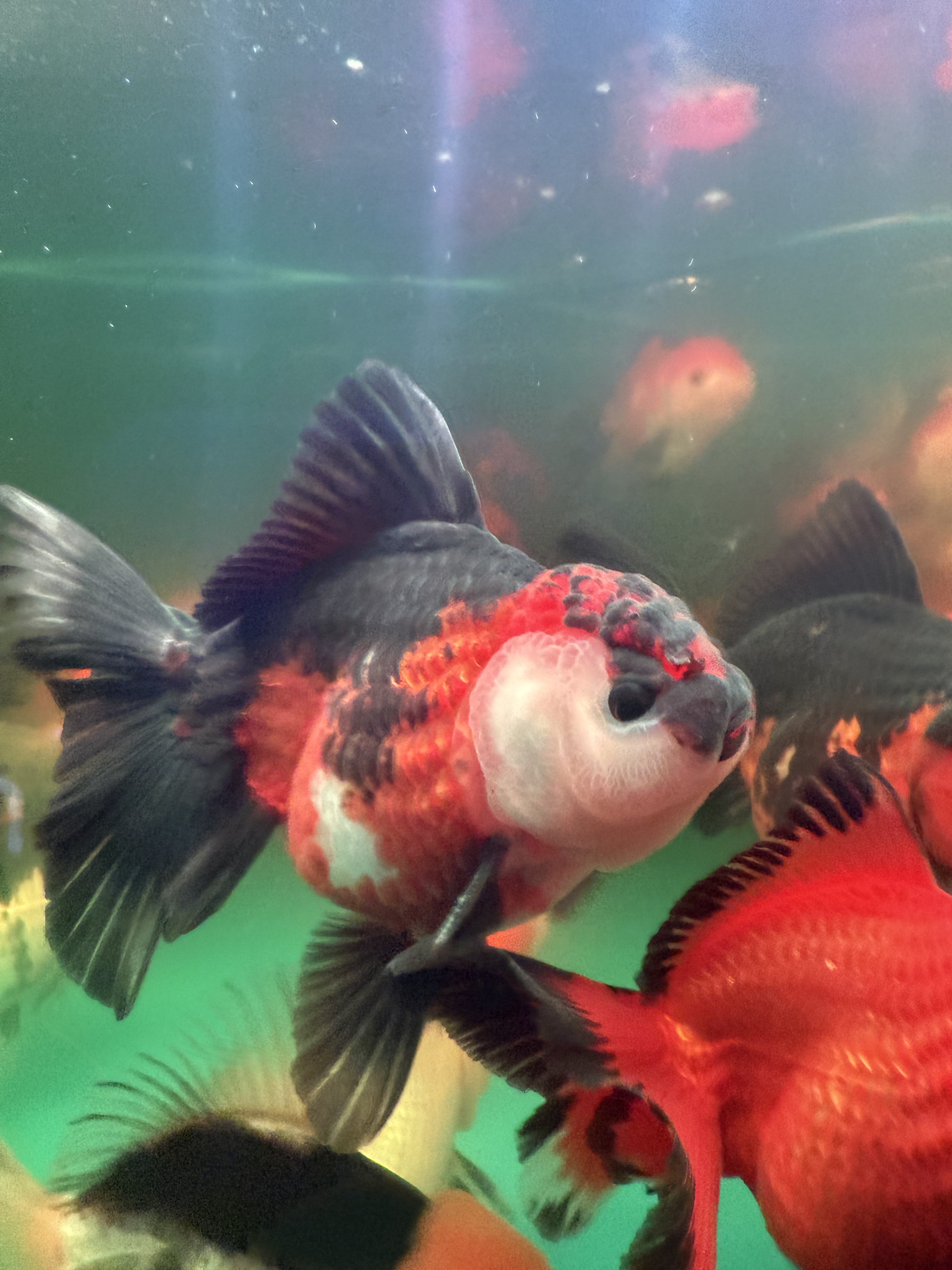 A Grade Specialty Thai Oranda Goldfish Carassius Auratus panda Tri color Red black