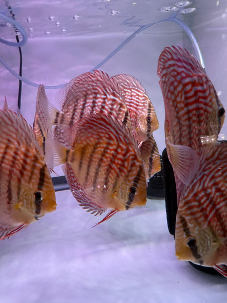 German Turqouise Discus (Symphysodon aequifasciatus)