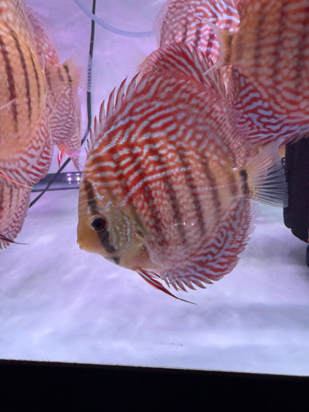 German Turqouise Discus (Symphysodon aequifasciatus)