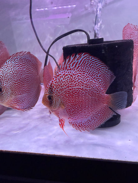 Eruption Spider Discus (Symphysodon aequifasciatus)