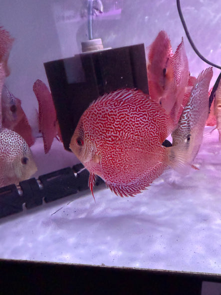 Eruption Spider Discus (Symphysodon aequifasciatus)