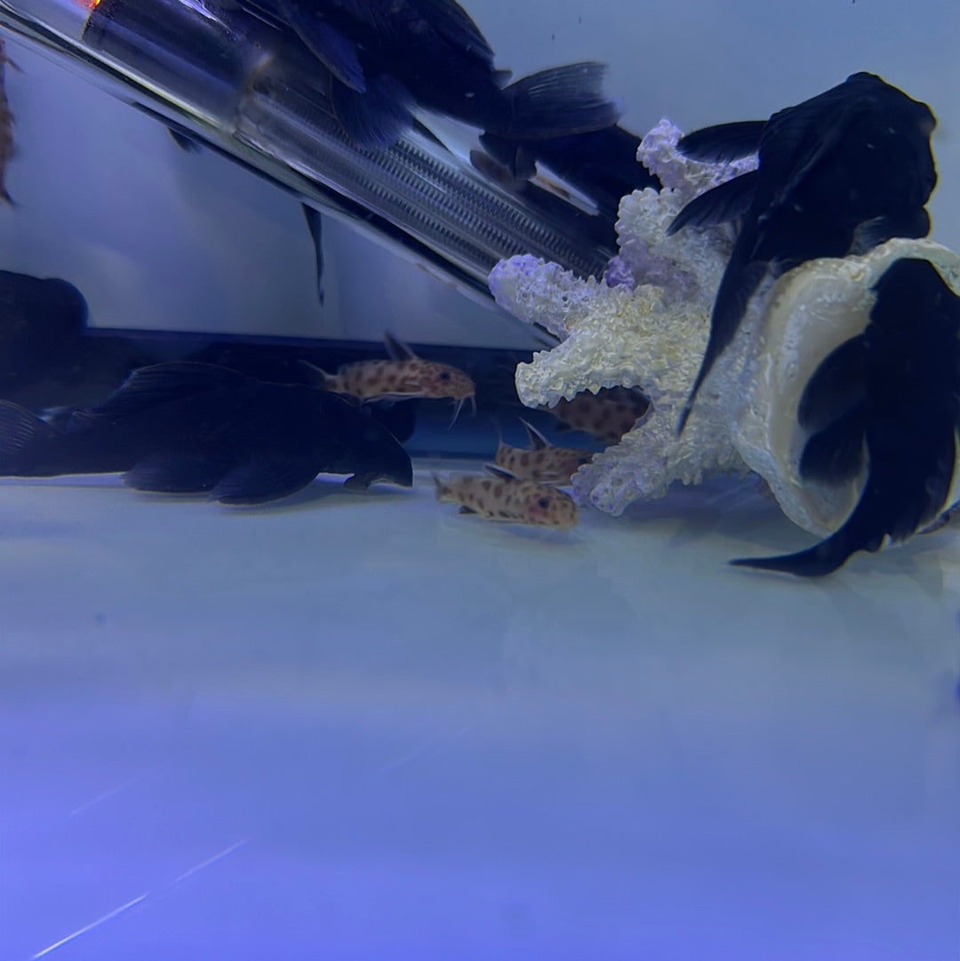 Pink petricola Synodontis Catfish ((Synodontis petricola .VAR