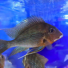 Altifrons Alenquer Geophagus (Geophagus altifrons “Alenquer”)