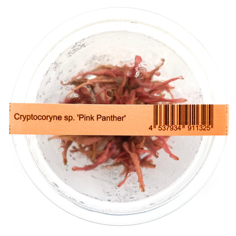 Cryptocoryne Wendtii 'Pink Panther' ADA  IC185
