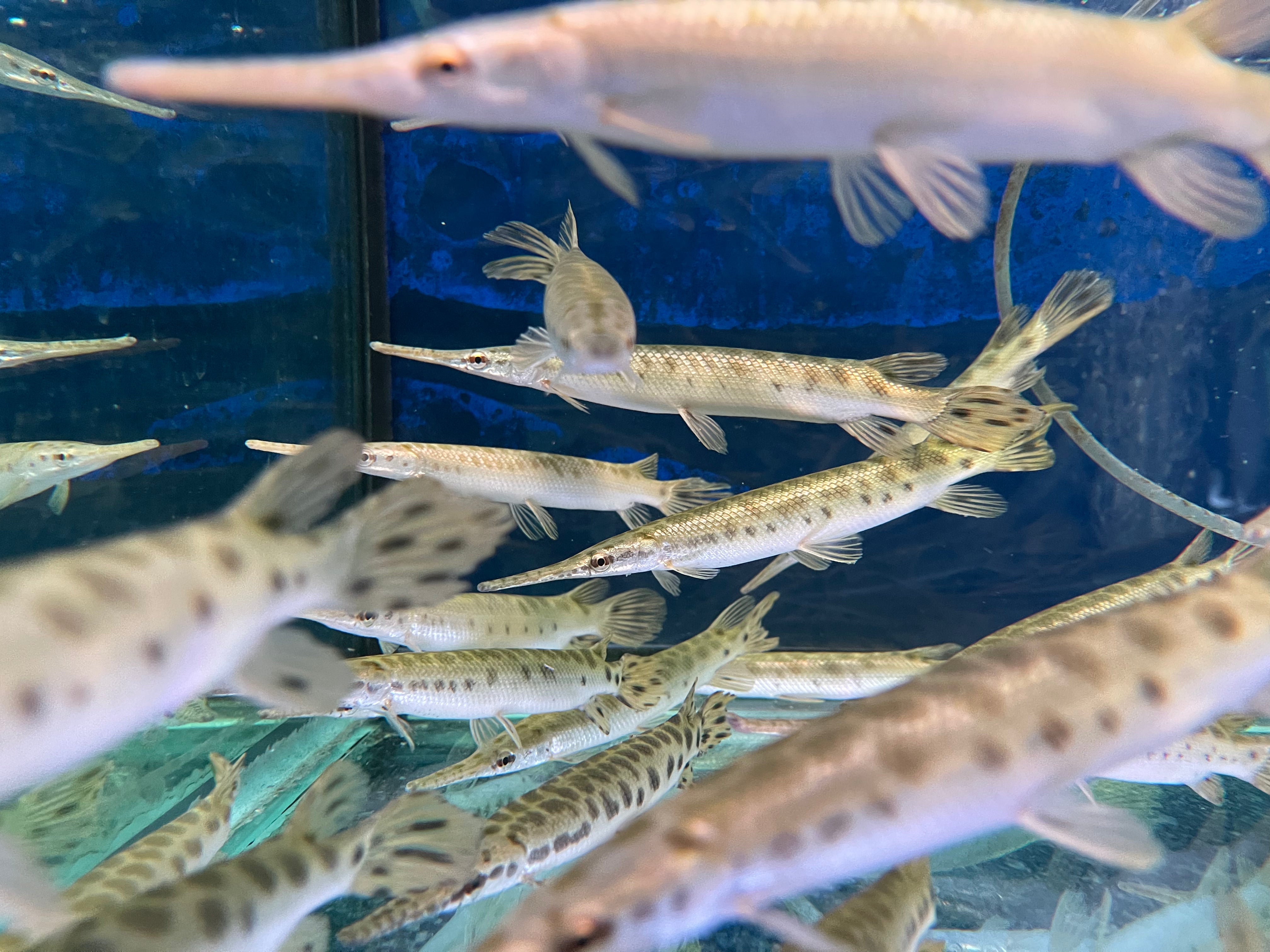 Florida gar care best sale