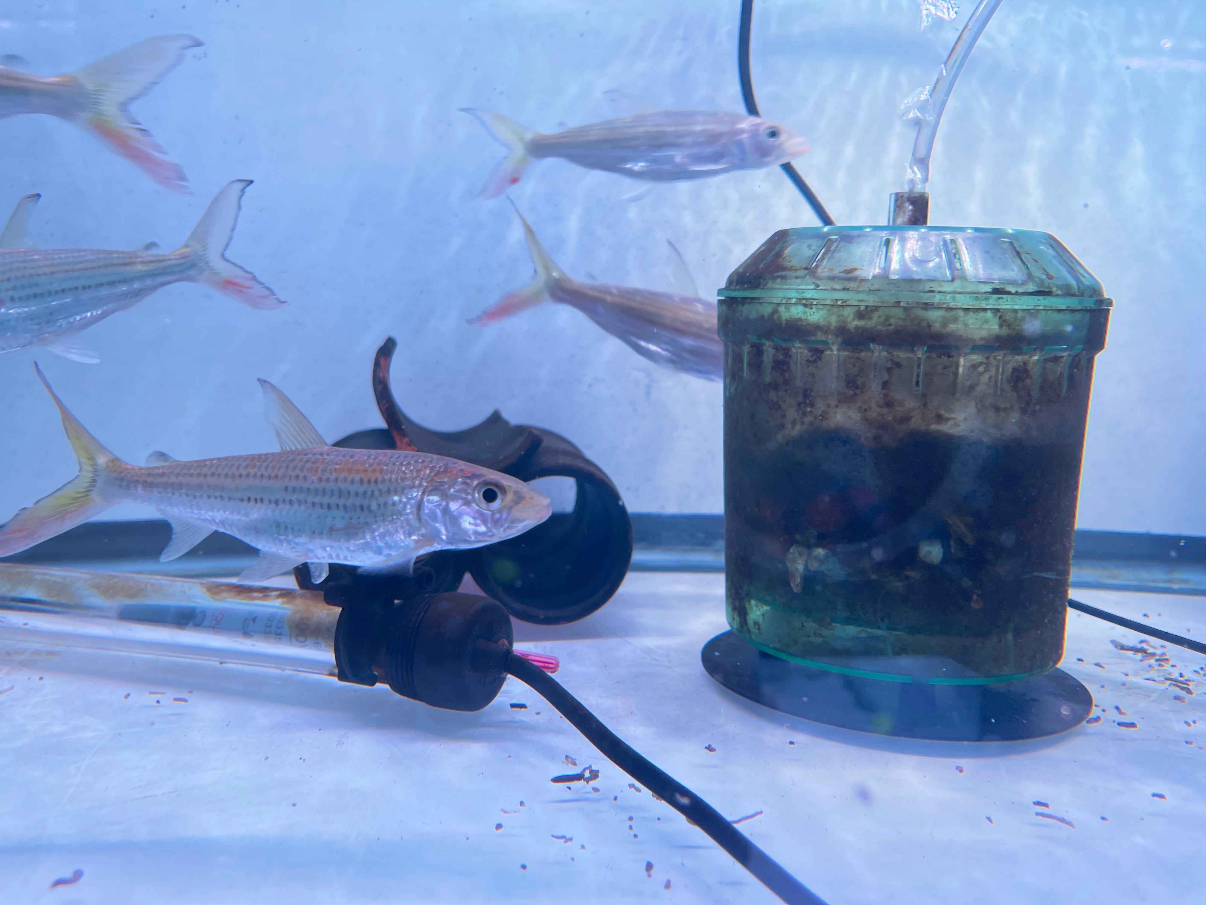 Vittatus Tiger Fish (Hydrocynus vittatus) – monsteraquariumonline