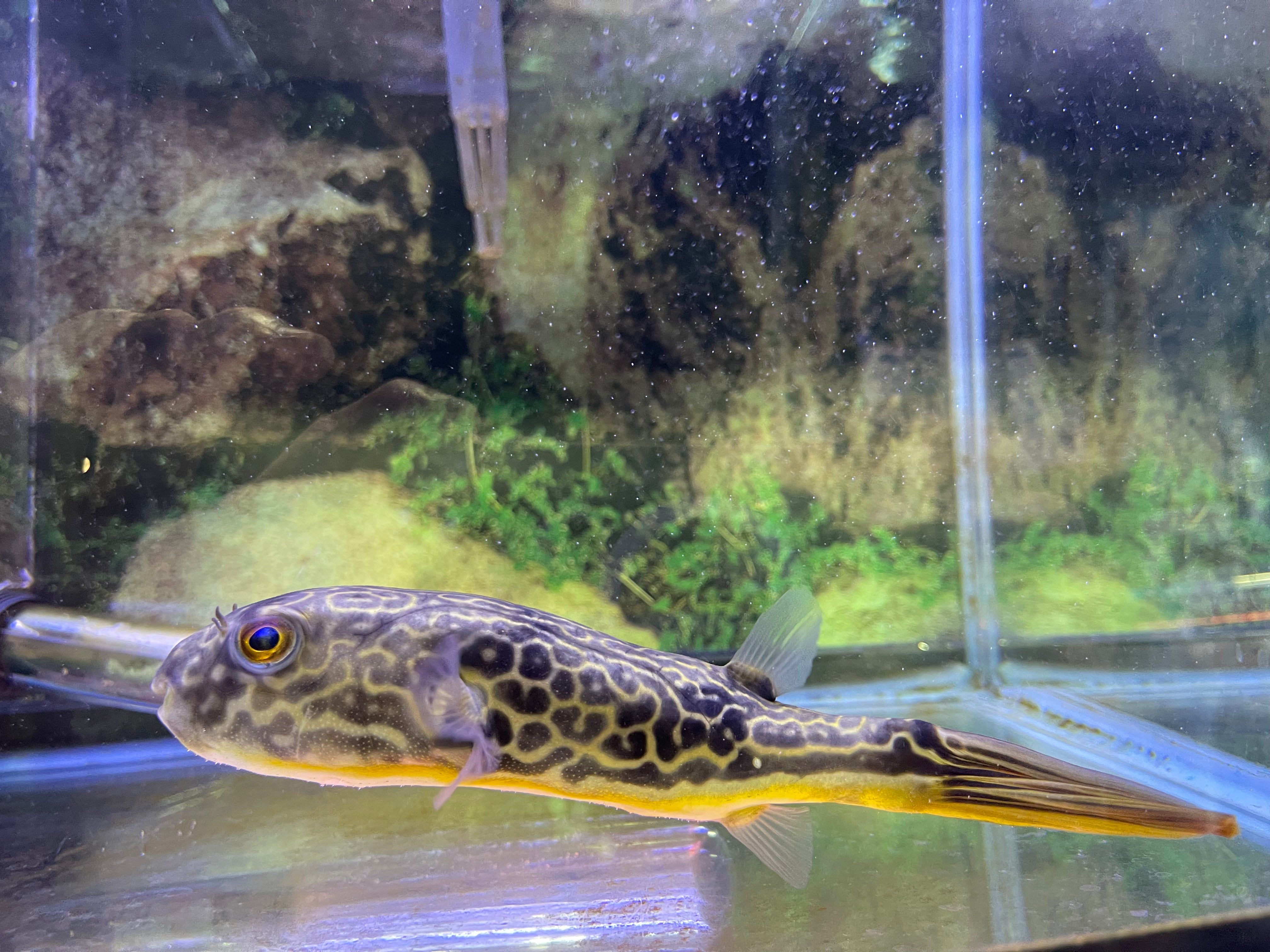 Tetraodon for best sale sale