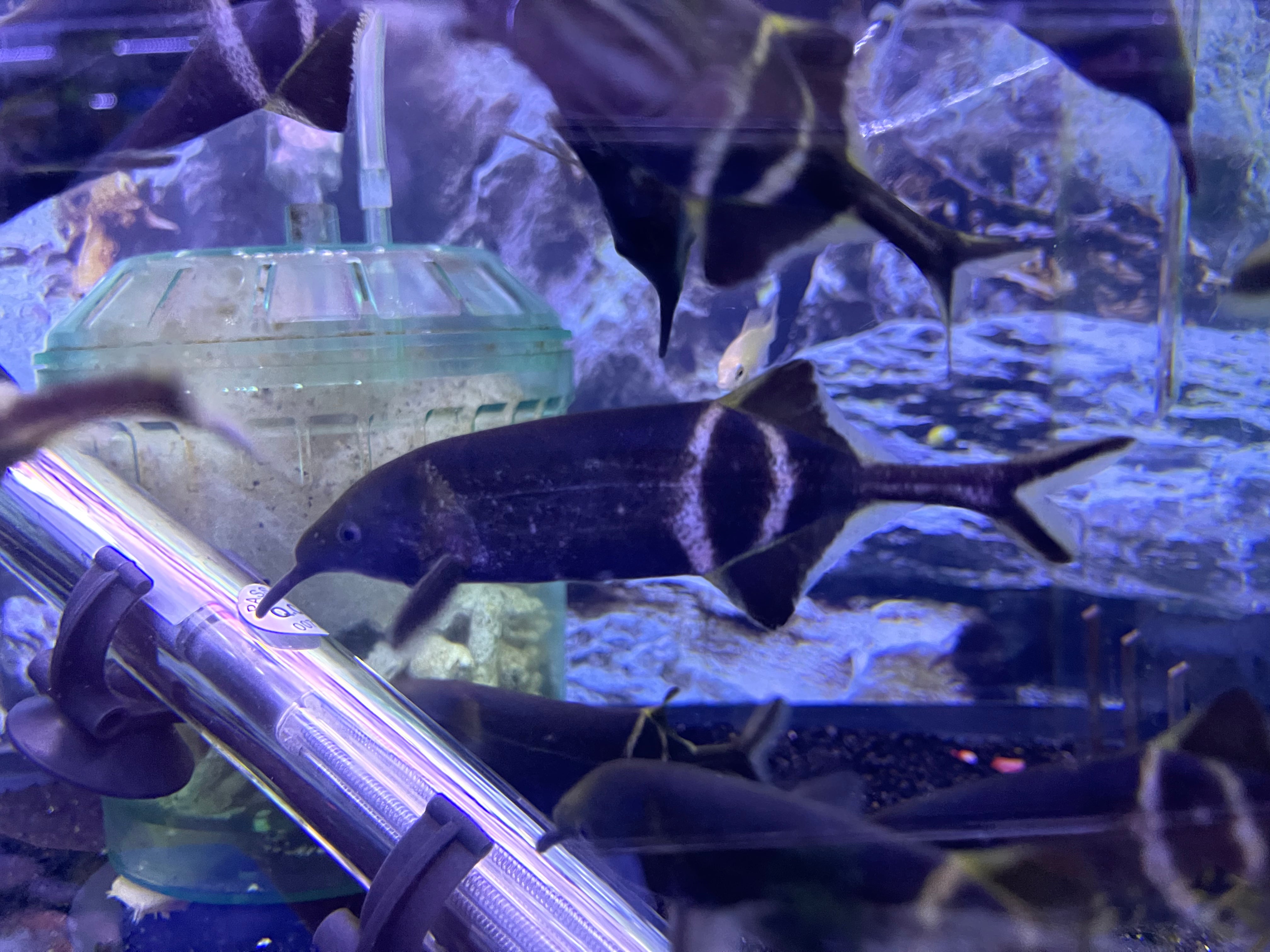 Elephant Nose Fish (Gnathonemus petersii) – monsteraquariumonline