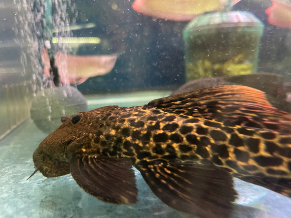 L273 Red Titanic Pleco (Pseudacanthicus sp.)