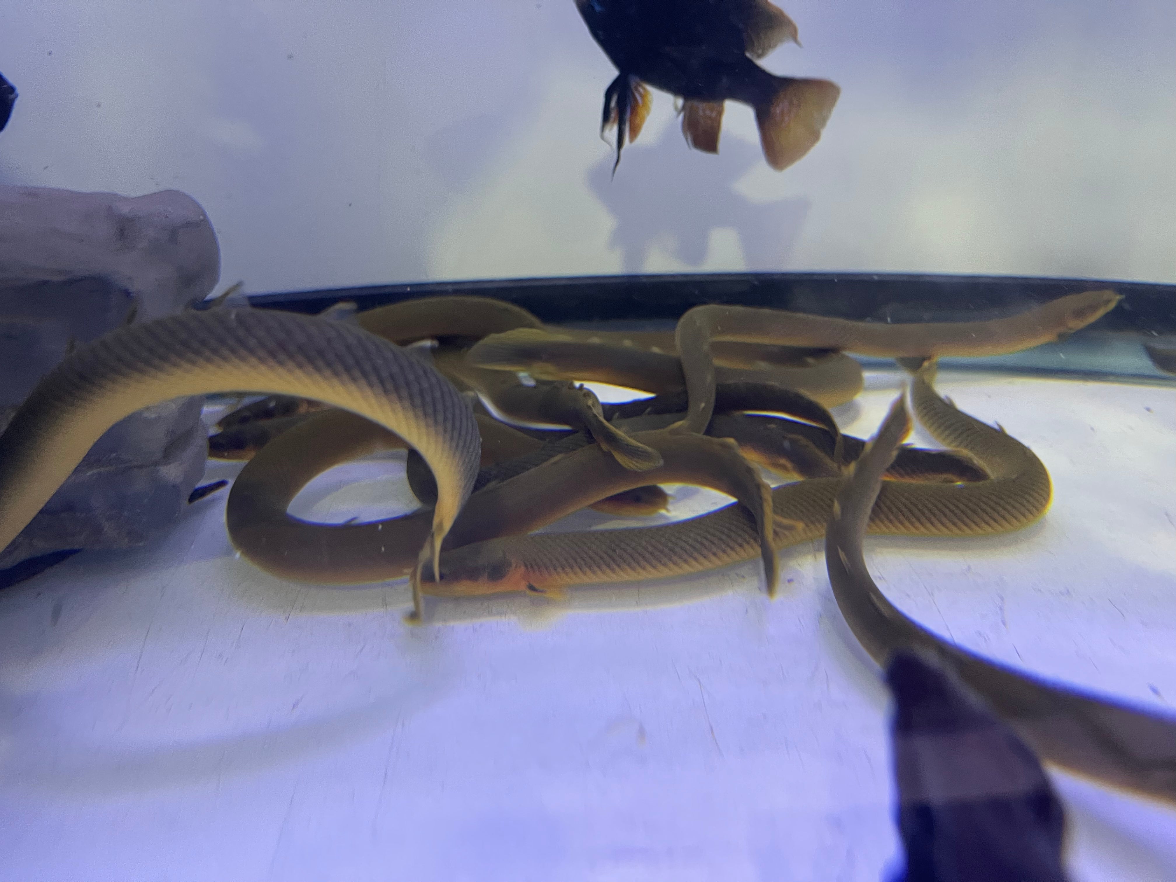 Rope fish (Erpetoichthys calabaricus) – monsteraquariumonline