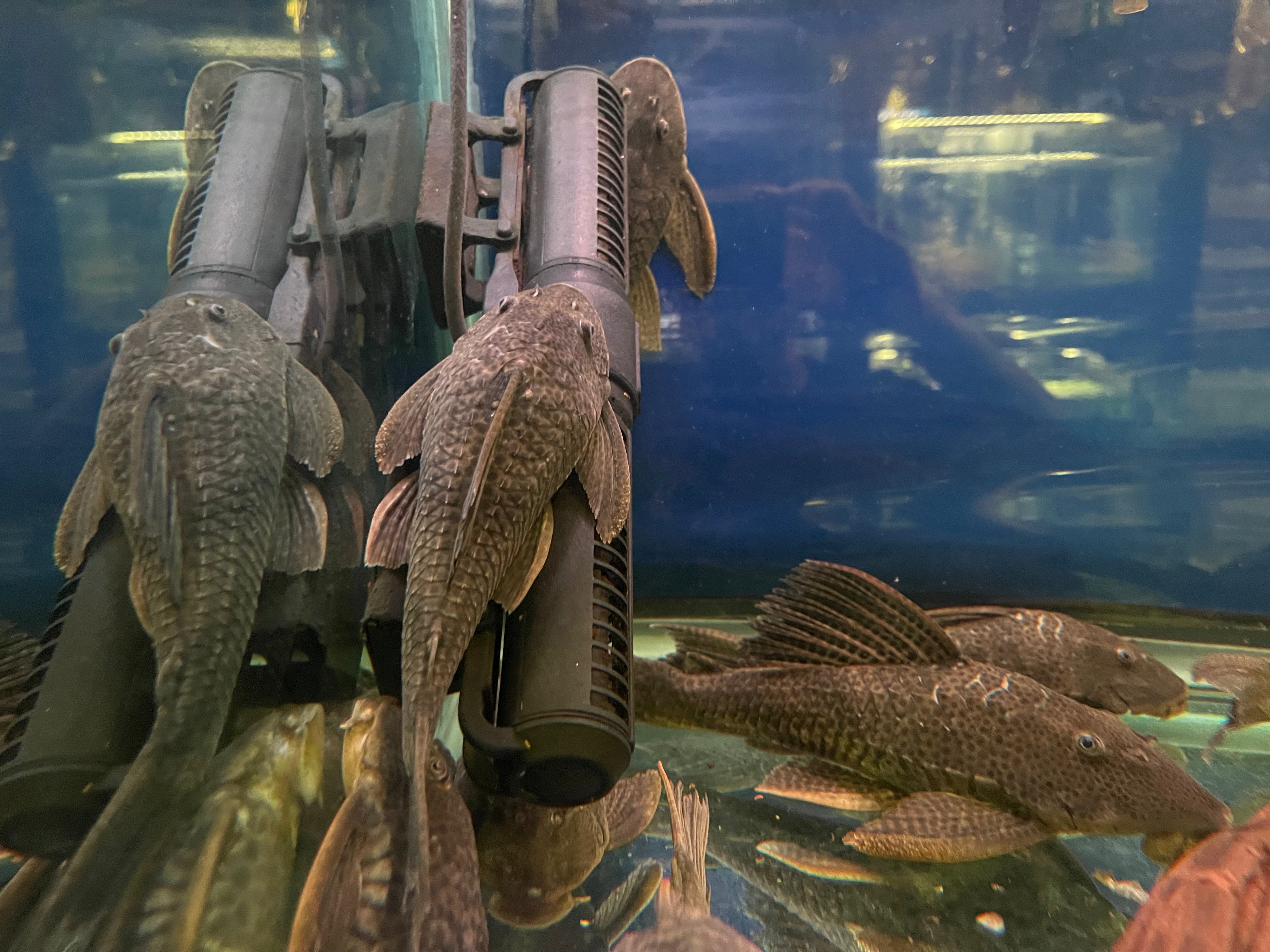 Pleco sales fish tank