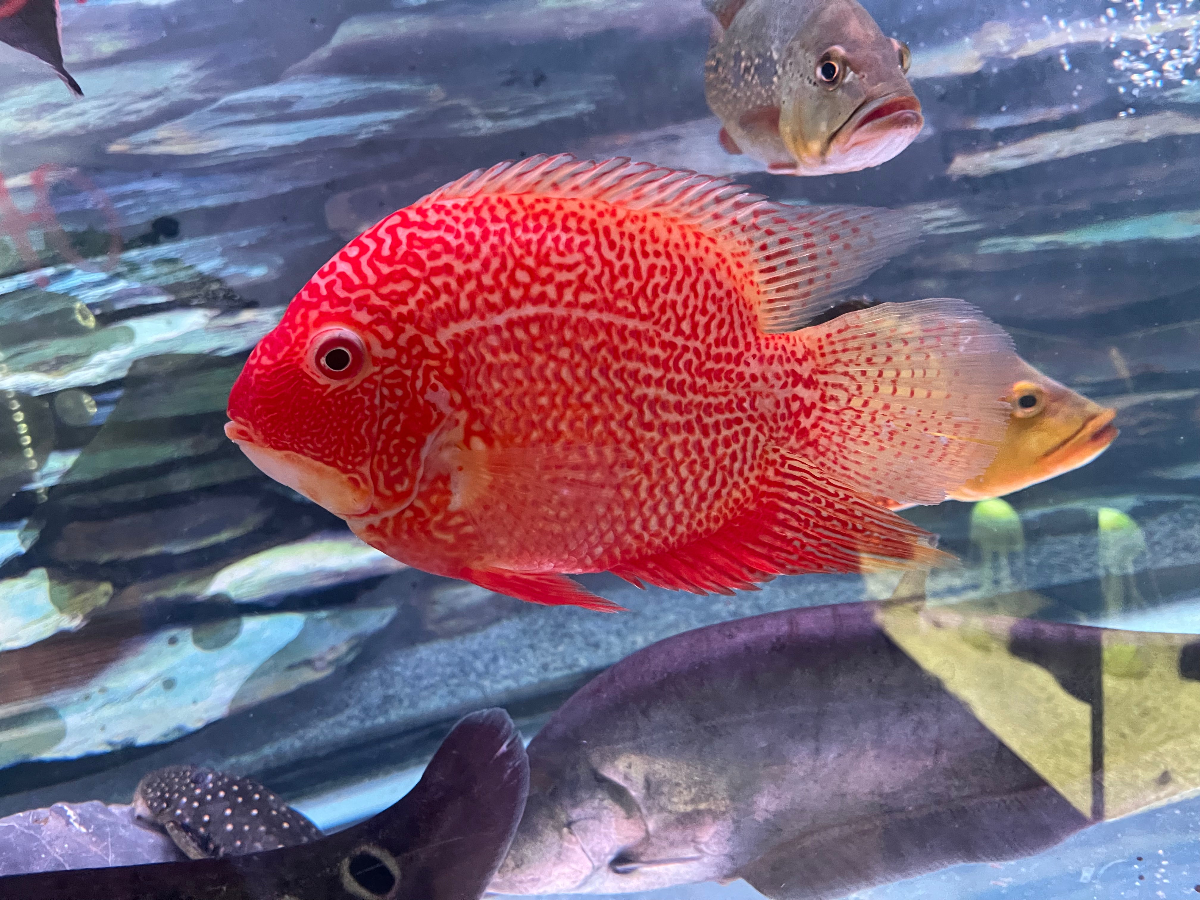 Red spotted severum hot sale care