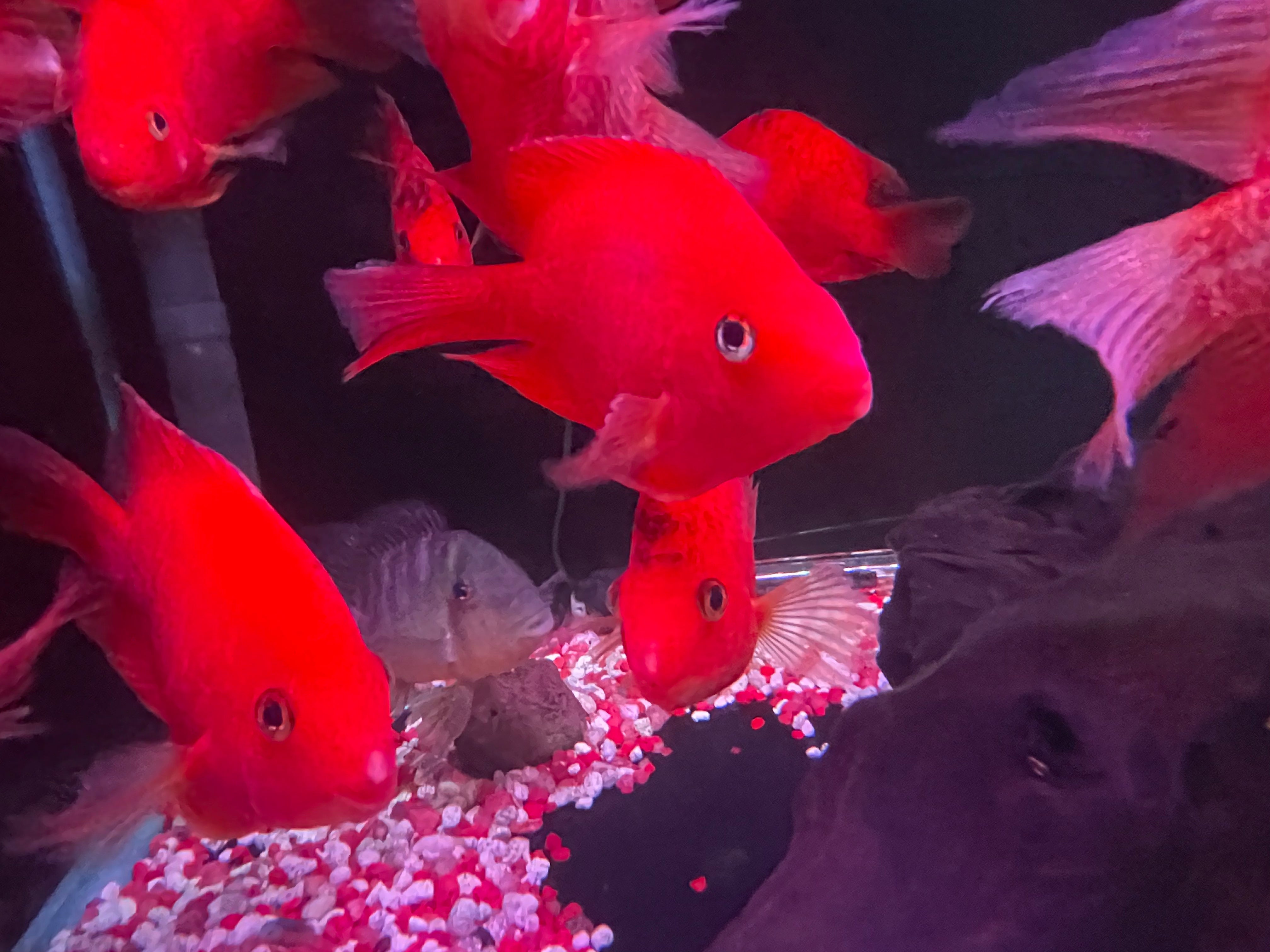 Freshwater blood parrot fish for sale online