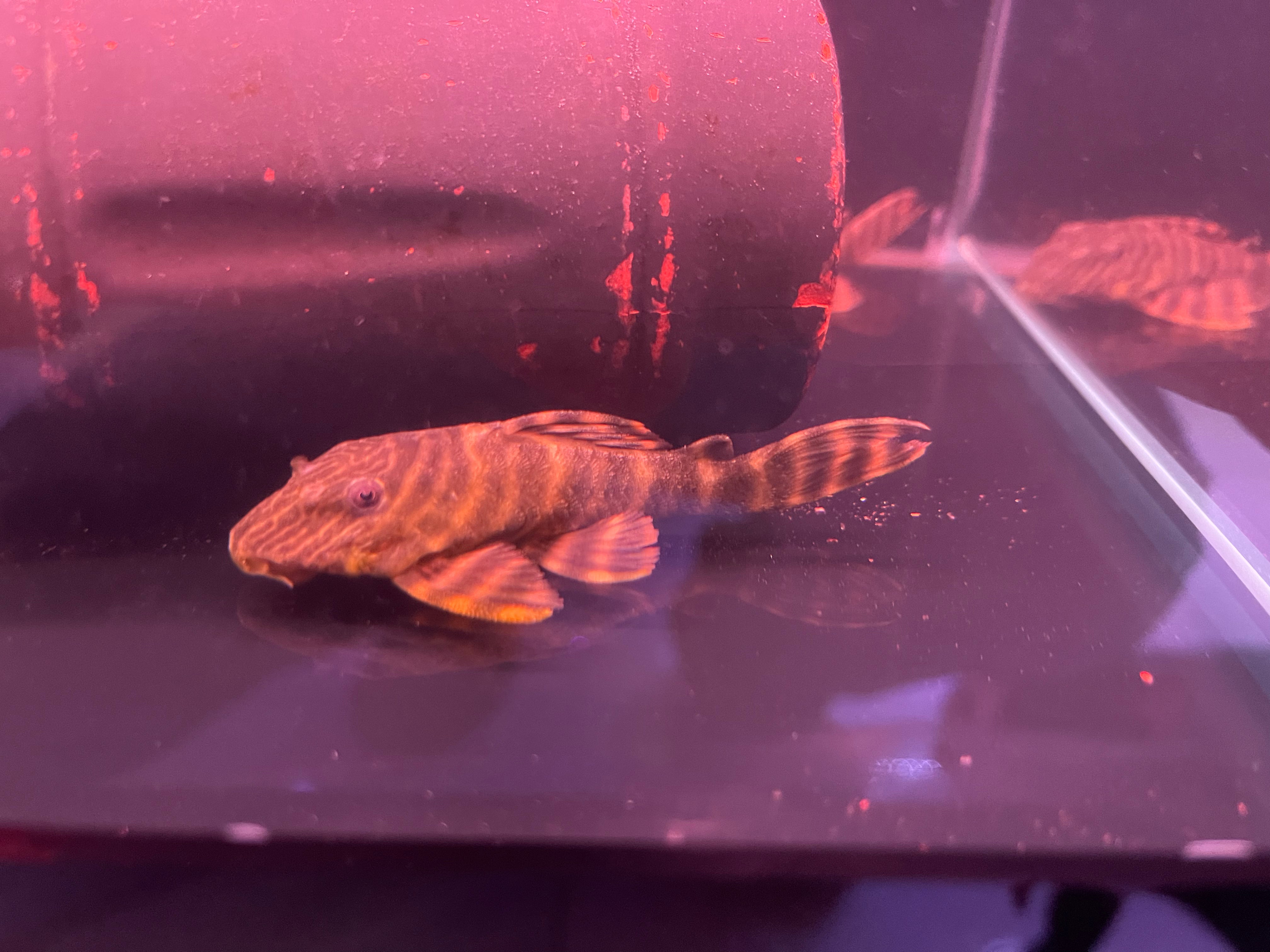 L002 Tiger Pleco Panaqolus Sp Monsteraquariumonline l002-tiger-pleco-panaqolus-sp-monsteraquariumonline