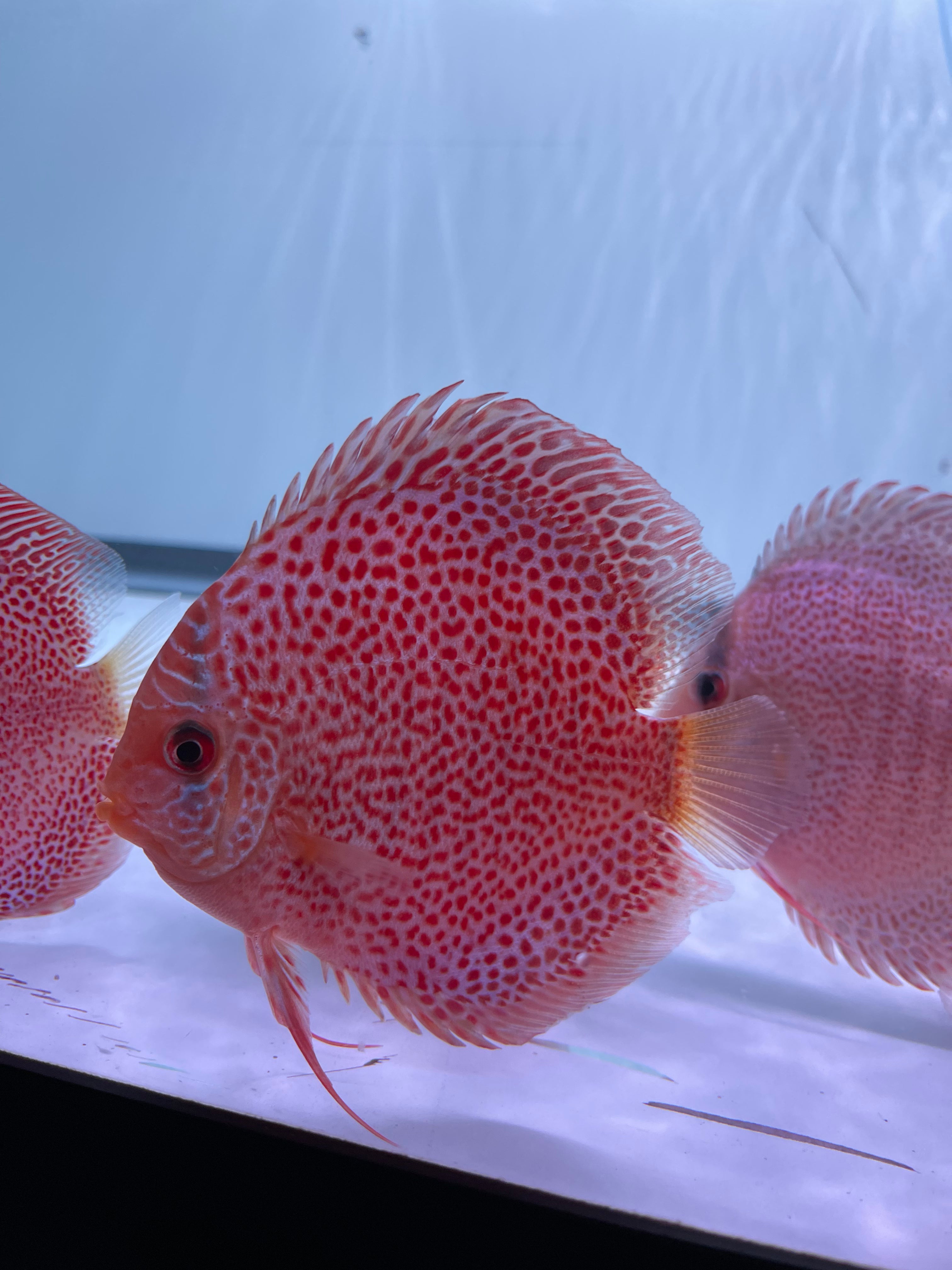 Blue Body Red Leopard Snakeskin - Discus Madness