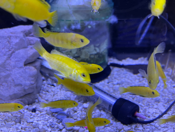 Yellow lab cichlid (Labidochromis caeruleus)