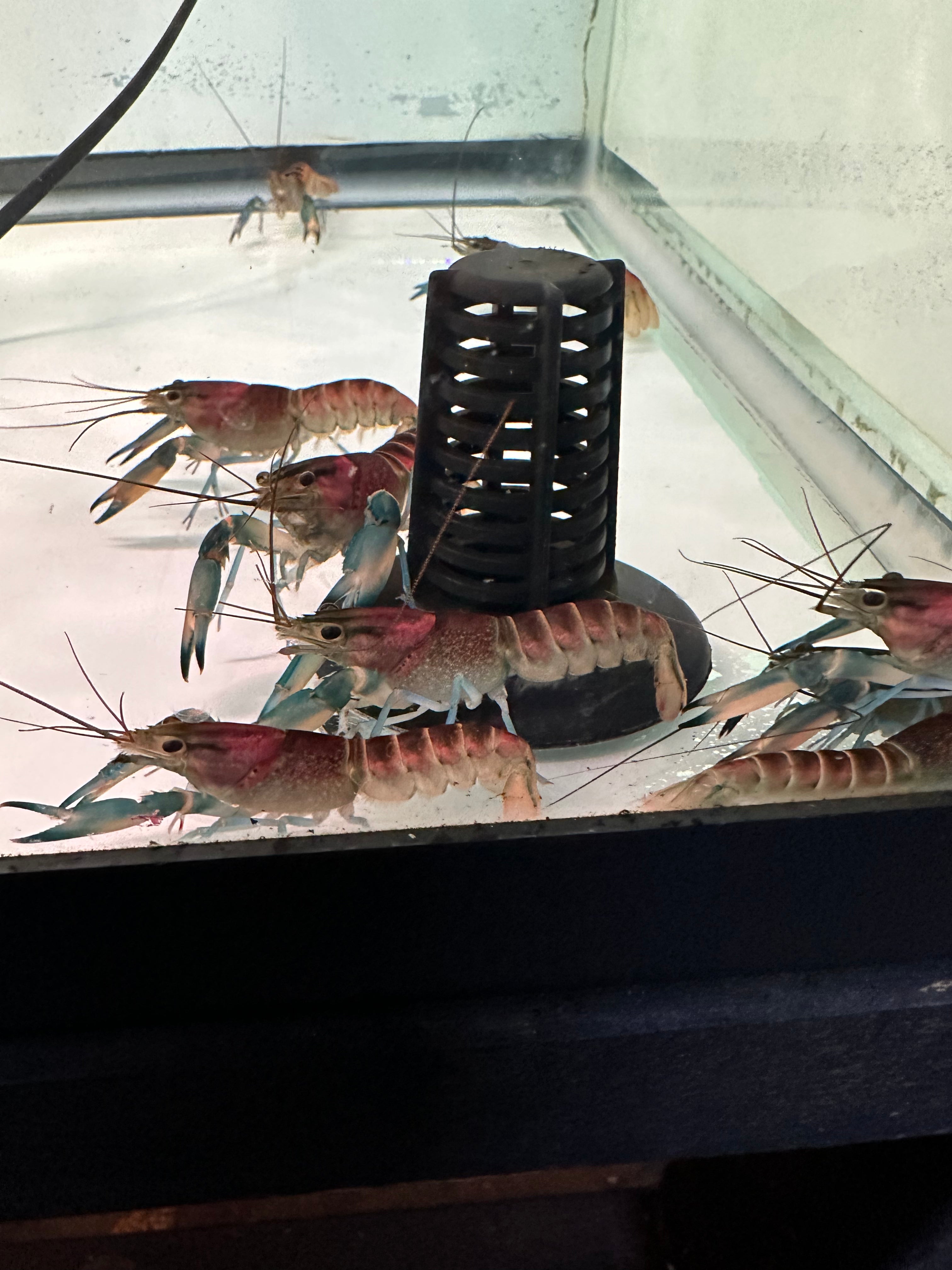 Food for sales crayfish in aquarium