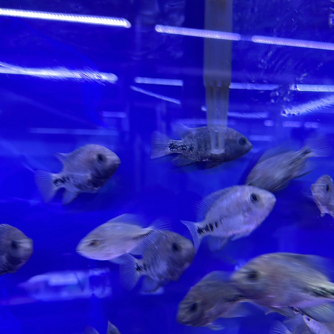 Black belt cichlid (Vieja Melanurus)