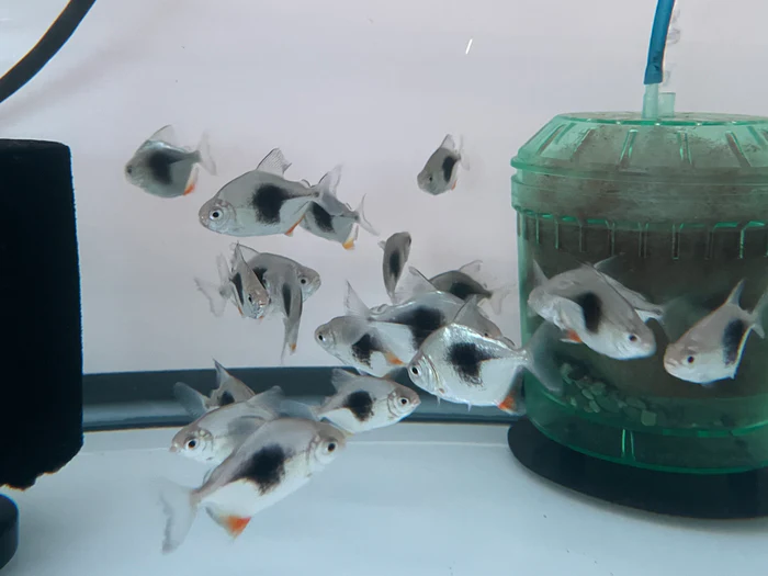 Discover the Rarest Fish in New York: A Collector’s Dream at Monster A
