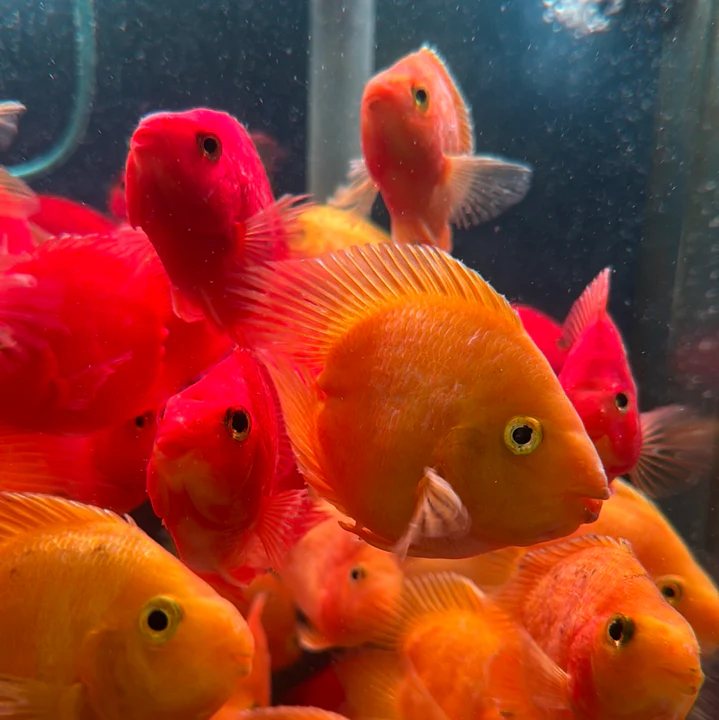 Swim into Savings: Freshwater Fish Deals Await at Monster Aquarium Online