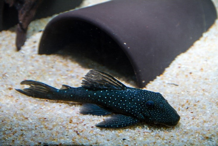 Exotic Elegance: How the Blue Phantom Pleco Adds a Touch of Class to Your Aquarium