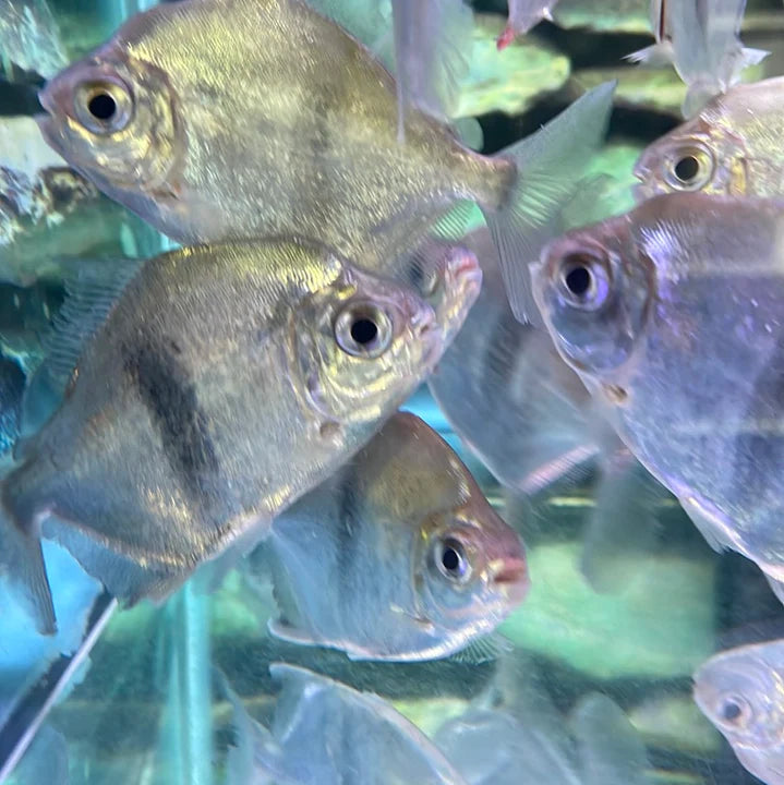 Transform Your Aquarium into a Shimmering Paradise: Buy Silver Dollar Fish Now