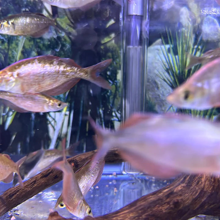 Buy Rainbow Fish in New York and Watch Your Tank Come to Life