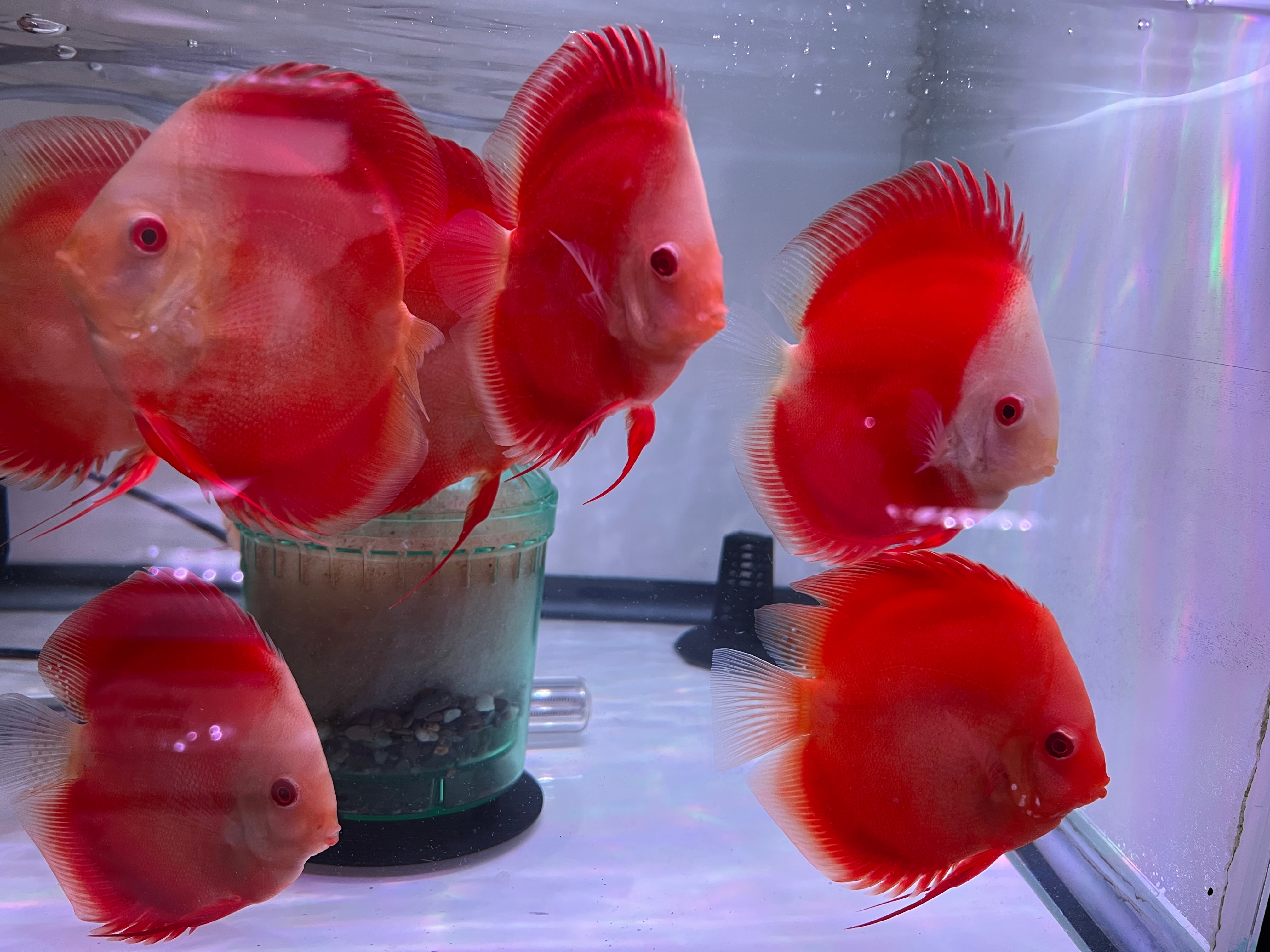 Red Diamond Discus
