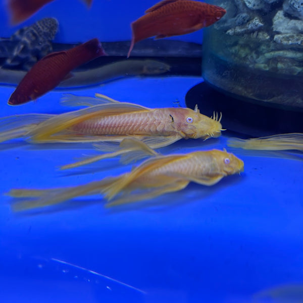 One pair Long Fin Albino Bristlenose pleco (Ancistrus sp.)