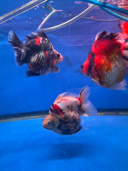 Short-tail Ryukin Goldfish (Carassius Auratus)