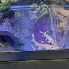 Platinum Tiger Shovelnose Redtail Catfish Hybrid (Phractocephalus hemioliopterus X Pseudoplatystoma fasciatum)