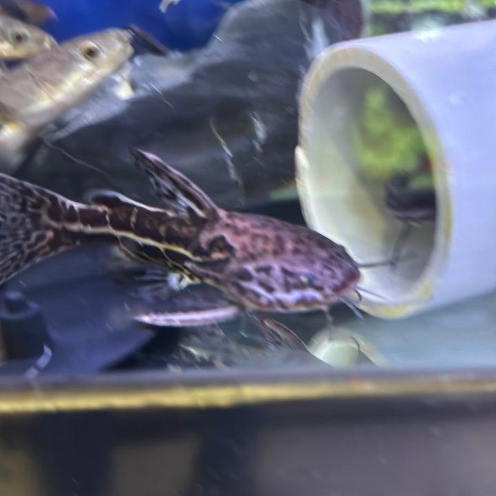 Jaguar Catfish ( Liosomadoras Oncinus )