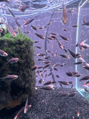 Black emperor tetra ( Nematobrycon palmeri var. black )