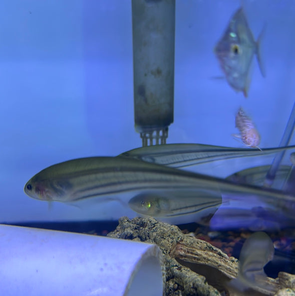 Glass Knife Fish (Eigenmannia virescens)