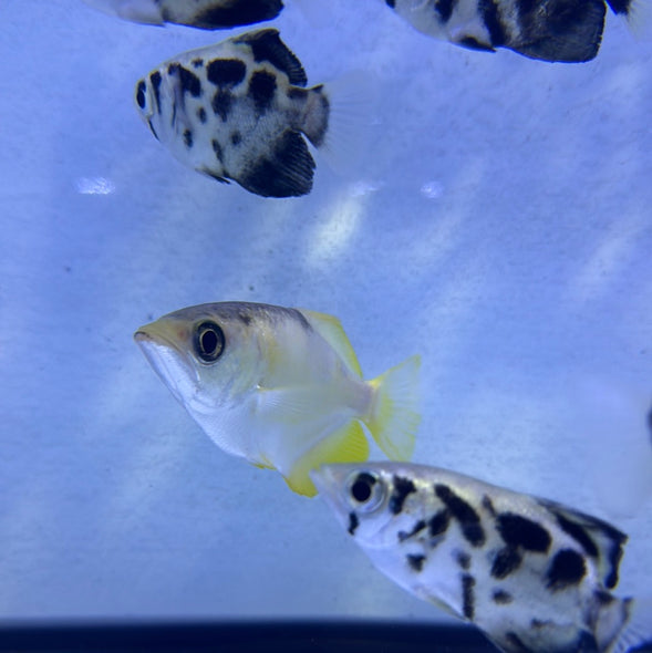 Leucistic Archer Fish (Toxotes jaculatrix)