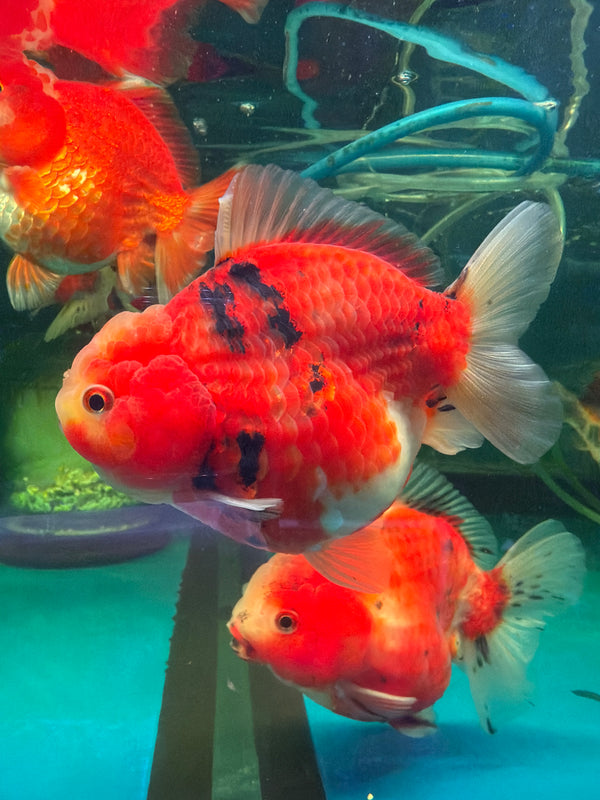 AAA Grade Shogun Thai Oranda Goldfish (Carassius Auratus)