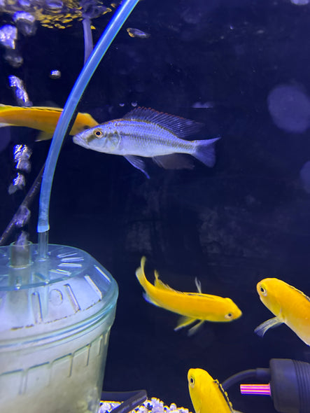 Malawi Eyebiter Cichlid (Dimidiochromis compressiceps)