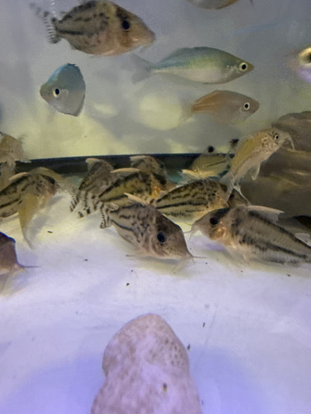 Pulcher Cory (Corydoras pulcher)