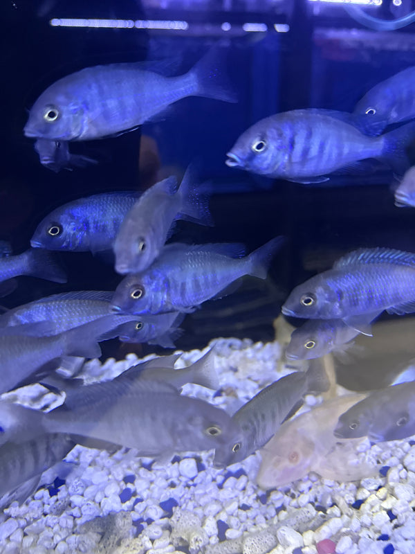 Blue Dolphin Cichlid (Cyrtocara Moorii)