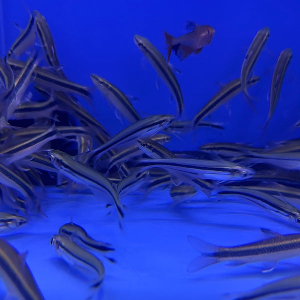 Flying fox catfish (Epezeorthynchus Kallopter)