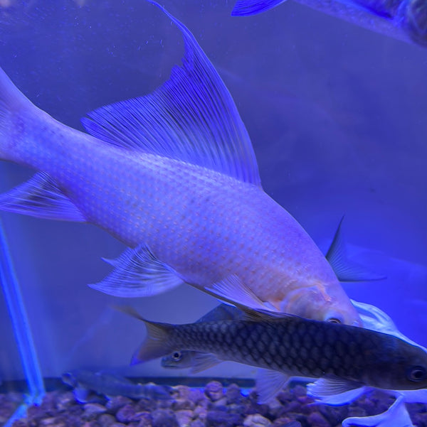 Albino Black Sharkminnows ( labeo chrysophekadion )