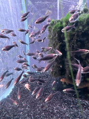 Black emperor tetra ( Nematobrycon palmeri var. black )