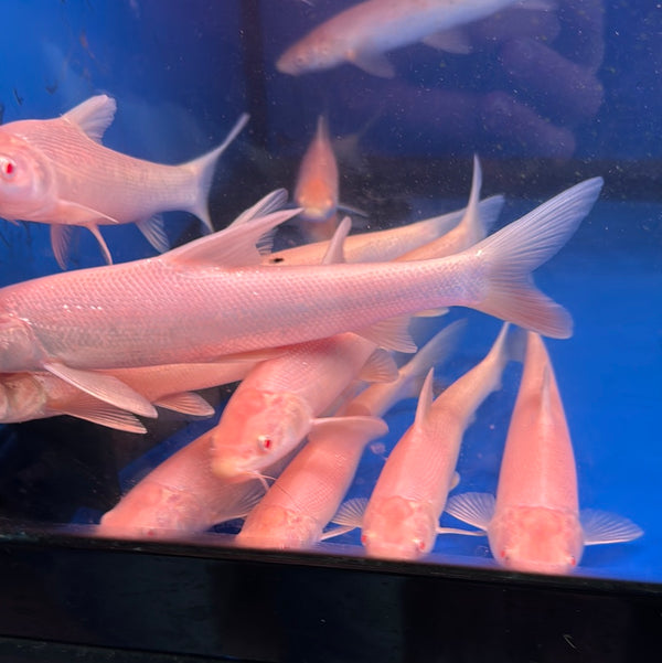 Albino Aral Barbel (Luciobarbus Brachycephalus)
